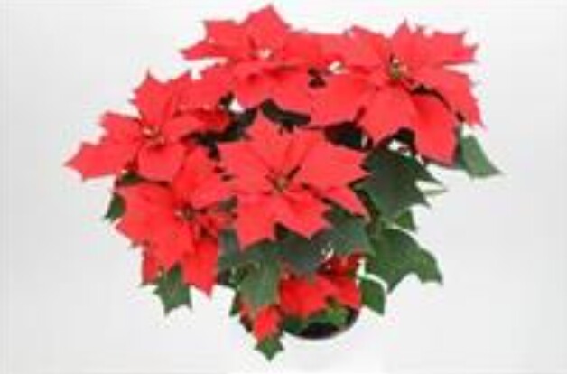 농촌진흥청, 국내 육성 포인세티아 성...